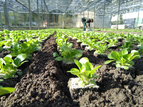 Feldsalat