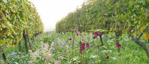 Weinreben