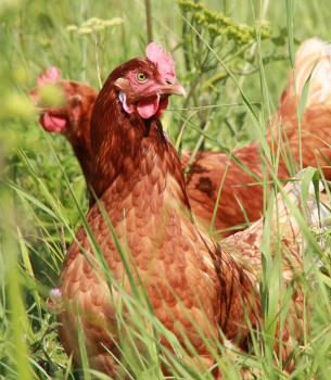Huhn