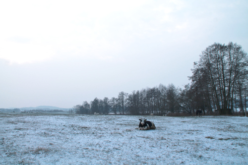 Schneekuh