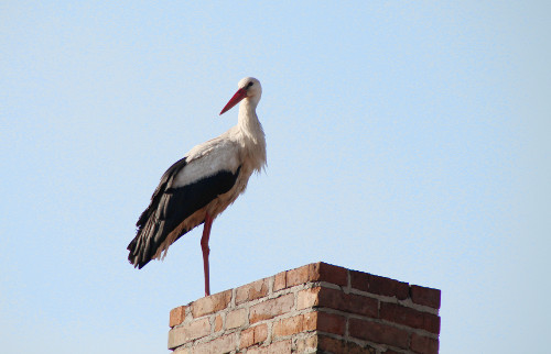 Storch