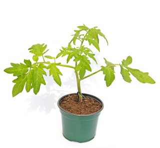 Tomatenpflanze
