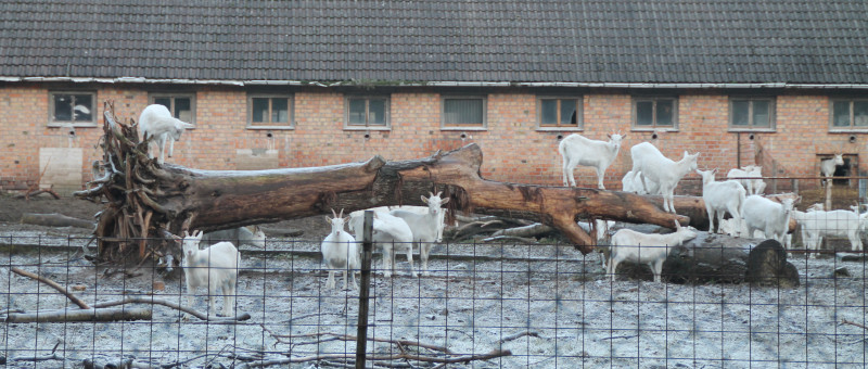 Ziegen