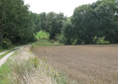 ein Feld am Waldesrand
