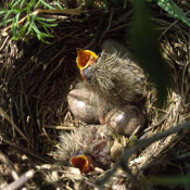 Ground-nesting birds