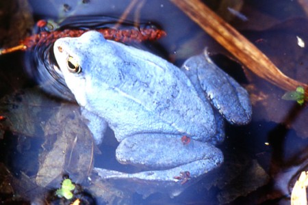 Richter-Moorfrosch blau